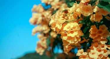 giallo Sambuco fiore o trumpetbush fiore fioritura nel inverno nel Asia foto