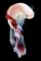 Multi colore siamese combattente pesce, combattimento pesce, betta splendens, betta pesce su nero sfondo foto