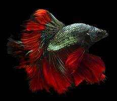 bellissimo movimento di rosso blu betta pesce, siamese combattente pesce, betta splendens di Tailandia, isolato su nero sfondo. foto