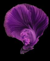 bellissimo movimento di rosa viola betta pesce, fantasia mezza luna betta, il in movimento momento bellissimo di siamese combattente pesce, betta splendens, ritmico di betta pesce isolato su nero sfondo. foto