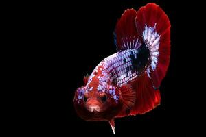 il brillante blu corpo di il betta pesce servi come un' travolgente tela per suo ardente rosso coda in piedi su nel rigido contrasto contro il drammatico nero ambientazione. foto