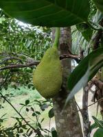 jackfruit sull'albero foto