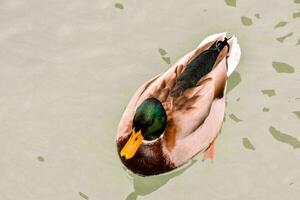 un' anatra nuoto nel il acqua foto