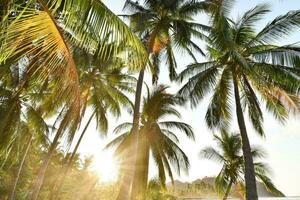 palme tropicali foto