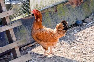 pollo su il azienda agricola foto