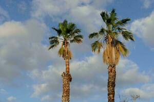 palme tropicali foto