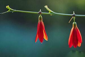 Due rosso fiori sospeso a partire dal un' ramo. ai-generato foto