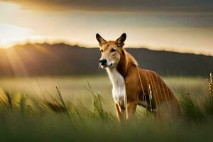 un' cane è seduta nel il erba a tramonto. ai-generato foto