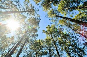 il sole brilla attraverso il alberi nel un' foresta foto