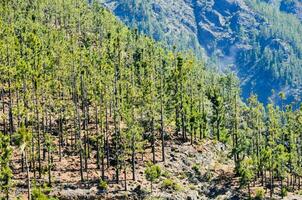 un' foresta sfondo foto