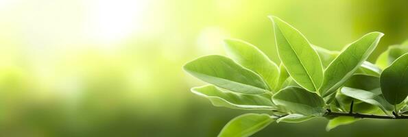 vicino su di natura Visualizza verde foglia su sfocato verdura sfondo. generativo ai foto