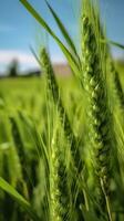 verde orzo spuntone avvicinamento, verde Grano, pieno grano, vicino su di un orecchio di acerbo Grano, ai generativo foto