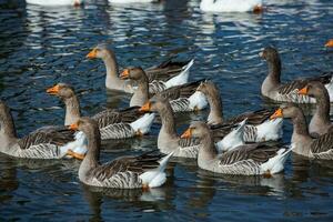 un' gregge di bianca oche nuotate nel il acqua di il lago. foto