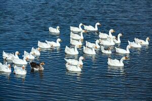 un' gregge di bianca oche nuotate nel il acqua di il lago. foto