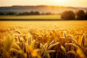 autunnale Grano orzo campo a tramonto. commerciale appello con ampio testo spazio. ai generativo foto