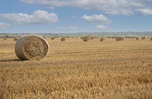 campo raccolto con balle di paglia foto