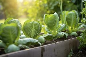 fresco biologico Bruxelles germogli in crescita nel il giardino. in crescita proprio frutta, verdure. ai generato foto