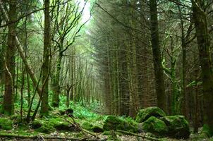 lussureggiante verde foresta su il Highlands di Scozia foto