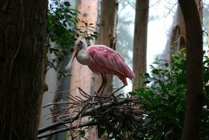 roseo spatola uccello su un' nido nel un' albero foto