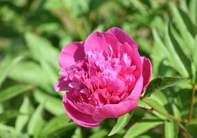 bellissima caldo rosa peonia fiore fiorire fioritura foto