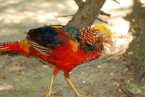 molto colorato tragopan uccello a piedi lungo foto