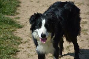 bellissimo viso di un' confine collie cane su vicino foto