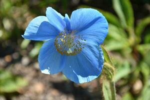 bellissimo fioritura blu papavero fiore fiorire foto