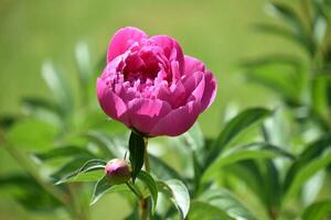 gemmazione e fioritura buio rosa peonia fiorire foto