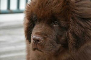 molto su vicino con un' novellino cucciolo cane foto