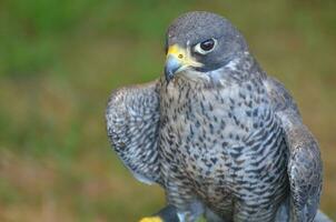 grande falco con un' feroce Guarda nel suo occhi foto