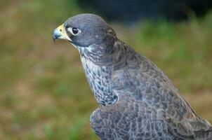 bellissimo selvaggio falco con nero e bianca piume foto