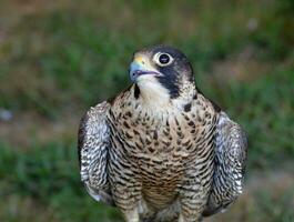 mozzafiato foto di un' falco svolta suo testa