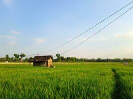 catturare il sereno bellezza di pomeriggio riso i campi nel Questo travolgente foto. un' tranquillo fuga in della natura abbraccio foto