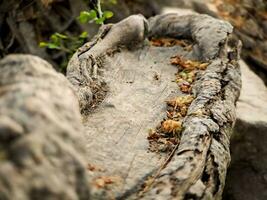 scoprire il travolgente mondo di unico banyan albero radici, della natura artistico capolavori quello vetrina il bellezza di resilienza e adattabilità foto