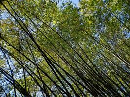 trova conforto sotto il tranquillo baldacchino di ombreggiato bambù alberi. abbraccio della natura tranquillo, calmo rifugio e fuga il spingere e trambusto foto