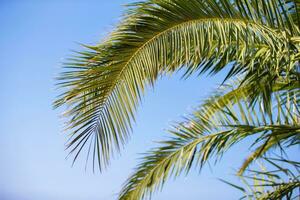 palma alberi contro il blu cielo, palma alberi su il tropicale costa, Noce di cocco albero. foto