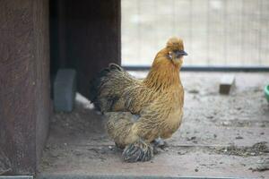 un' pollo di il lacedanzi razza si siede nel un voliera e è annoiato. foto