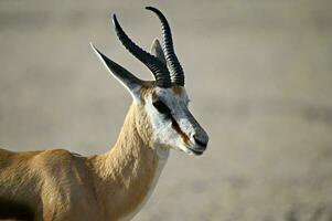 springbok antilope nel kgalagadi transfrontaliero parco Sud Africa botswana. avvicinamento foto