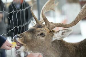 il museruola di un' cervo con corna dietro a il reticolato di un voliera avvicinamento. alimentazione il cervo. foto