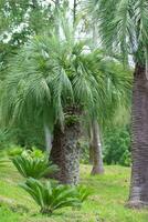 tropicale palma.giungla esotico pianta sfondo. foto
