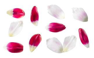 rosso e bianca fiore petali floreale collezione isolato su trasparente bianca sfondo foto