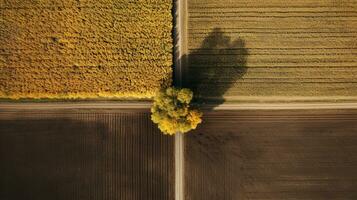 generativo ai, azienda agricola autunno paesaggio, agricolo campi, bellissimo verde, giallo, arancia e beige campagna, nazione strada. natura illustrazione, fotorealistico superiore Visualizza drone. foto