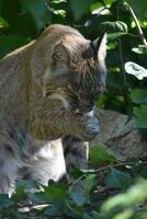 dolce soffice lince rossa lavaggio il suo viso nel spazzola foto