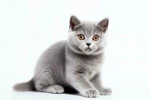 carino Britannico capelli corti gatto gattino ritratto su bianca sfondo nel studio. generativo ai foto