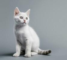 carino gatto, un' bianca gattino in posa nel un' studio contro un' grigio sfondo. generativo ai foto