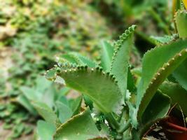 kalanchoe pinnata verde minuscolo piantine in giro bordi di genitore pianta kalanchoe madre di migliaia foto