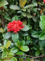 soka fiore, ixora coccinella, giungla geranio, fiamma di il boschi, un' specie di fioritura pianta nel il famiglia rubiaceae foto