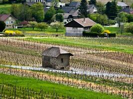 verdeggiante vigneti di chinnin, Savoia, Francia foto