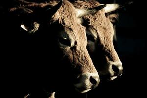 savoiardo mucche nel chiaroscuro incantevole azienda agricola animale ritratti foto