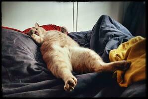 accogliente pisolino adorabile Zenzero gatto riposo su suo indietro nel un' letto foto